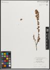 Foto von Salix myrtilloides L.